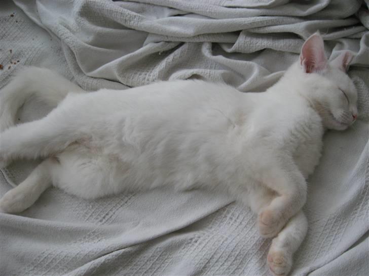 Huskat daisy billede 10