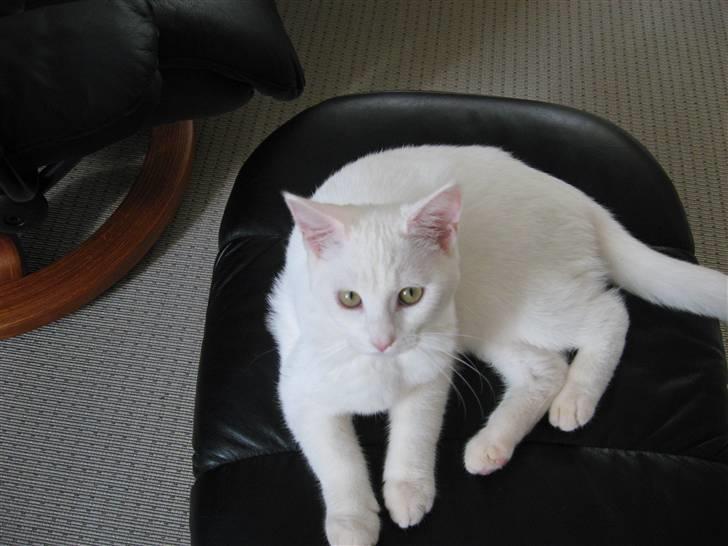 Huskat daisy billede 11