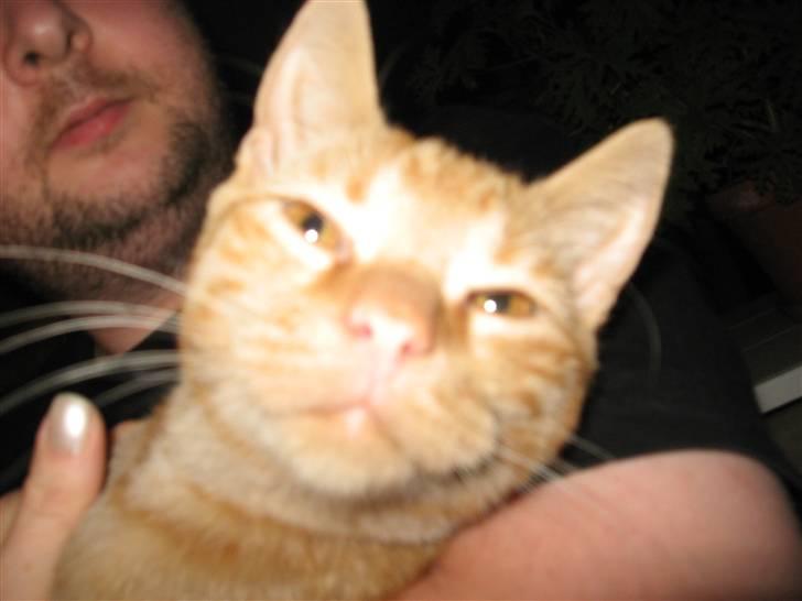 Huskat max billede 12