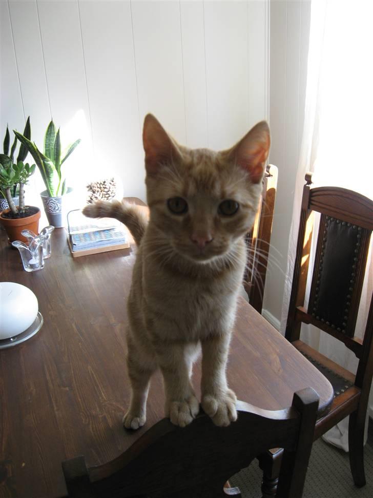 Huskat max billede 13