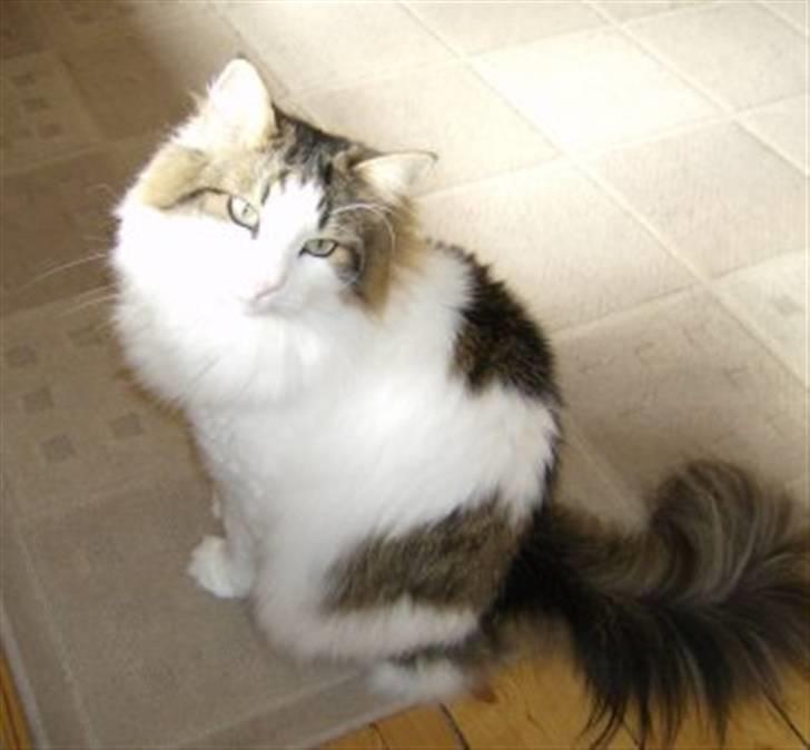 Norsk Skovkat Magnus billede 9