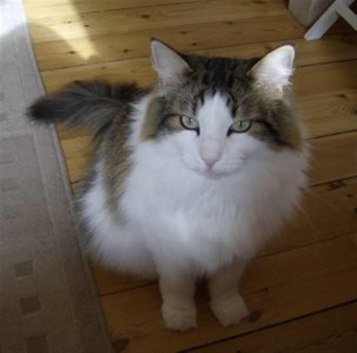 Norsk Skovkat Magnus billede 10