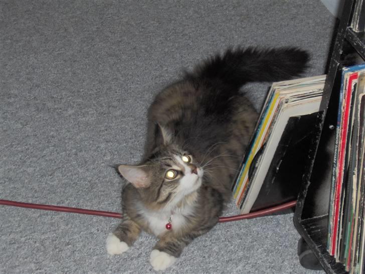 Blanding af racer MISSICA billede 12