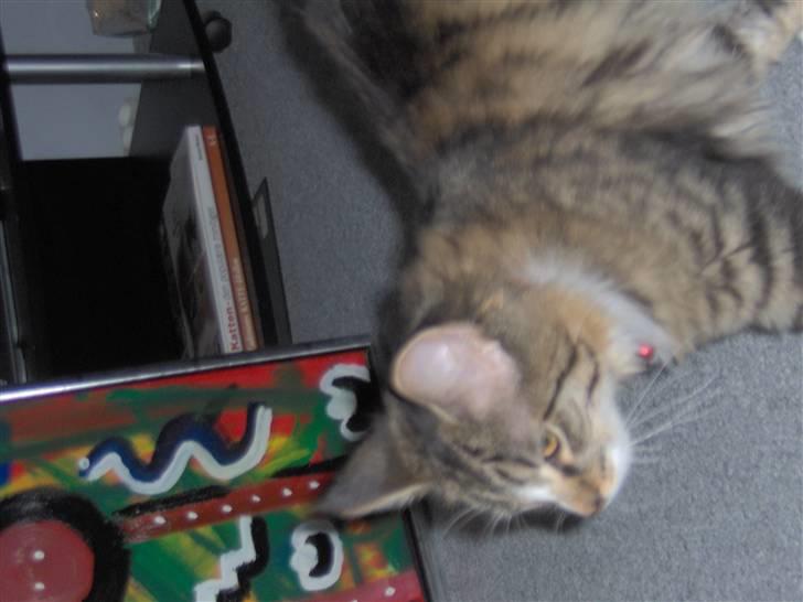 Blanding af racer MISSICA billede 13