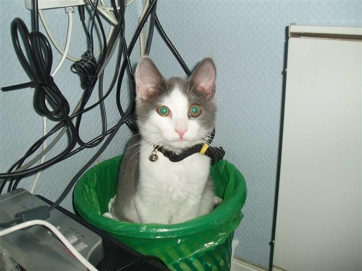 Huskat buller<3333 - buller sidder i vores papir kurv :D billede 15