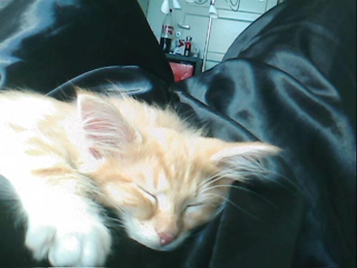 Norsk Skovkat DKJohnsen Ildtigeren Imix - Ligger på mors mave og sover. billede 11