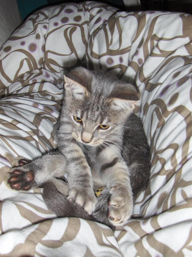 Huskat Silver - 1 billed hos min nye mor, var lidt træt efter turen. billede 1