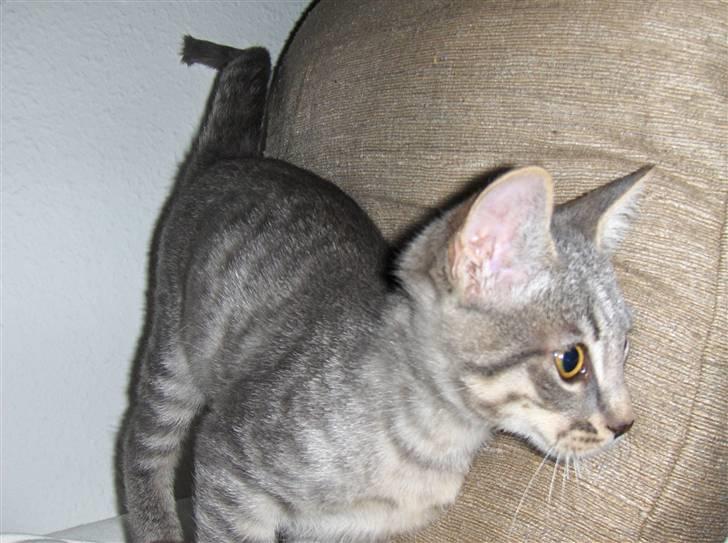 Huskat Silver - Gad vide hvad den mus laver der nede. billede 2