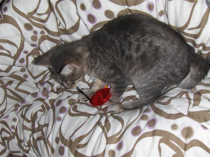 Huskat Silver - Så fangede jeg den. billede 3