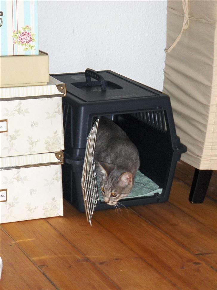 Huskat Silver - Ankomst til mit nye hjem billede 4