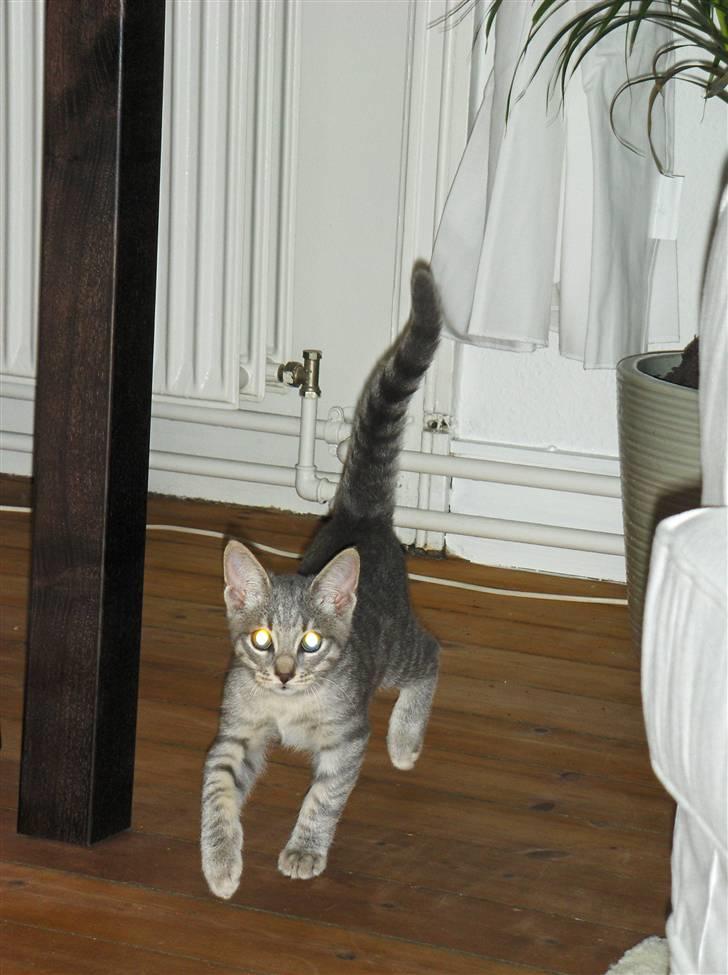 Huskat Silver - Så hvor fint jeg går. billede 5