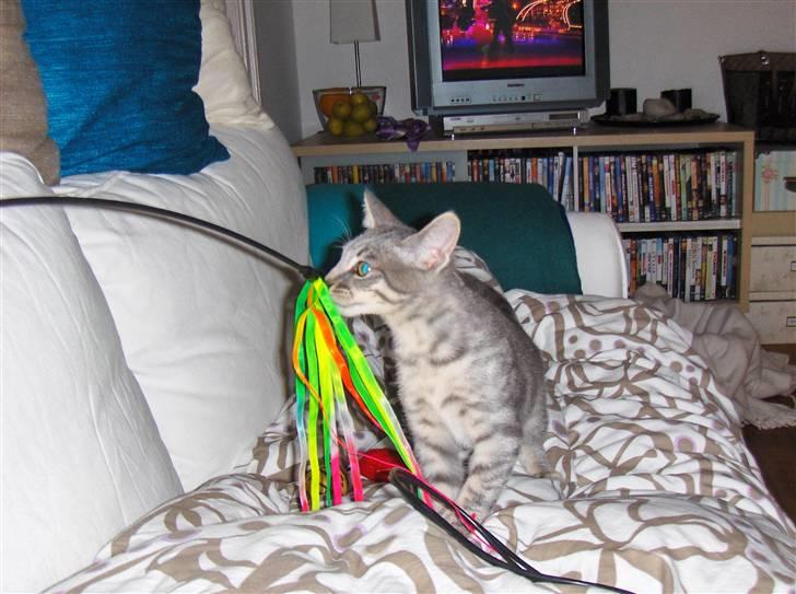 Huskat Silver - Puha den var lidt farlig til at starte med. billede 6