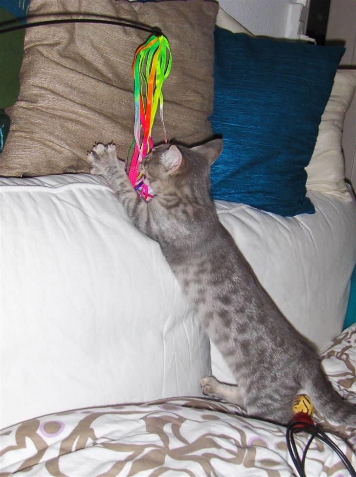 Huskat Silver - Men bliv meget sjov med tiden billede 7