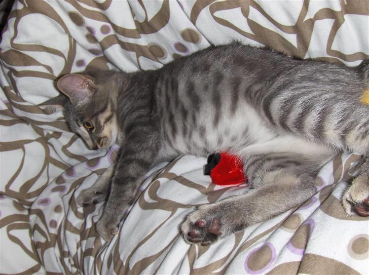 Huskat Silver - Slapper lige at med musen. billede 8