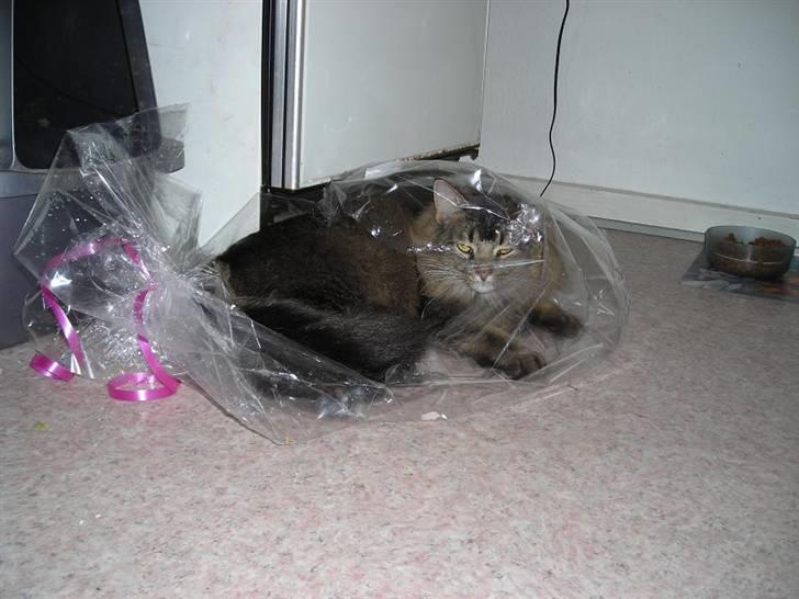 Norsk Skovkat Loke - Han kravlede selv derind og blev liggende. Han elsker plastic. :0) billede 17