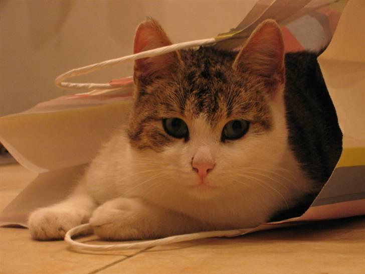 Huskat Oliver R.I.P  billede 14