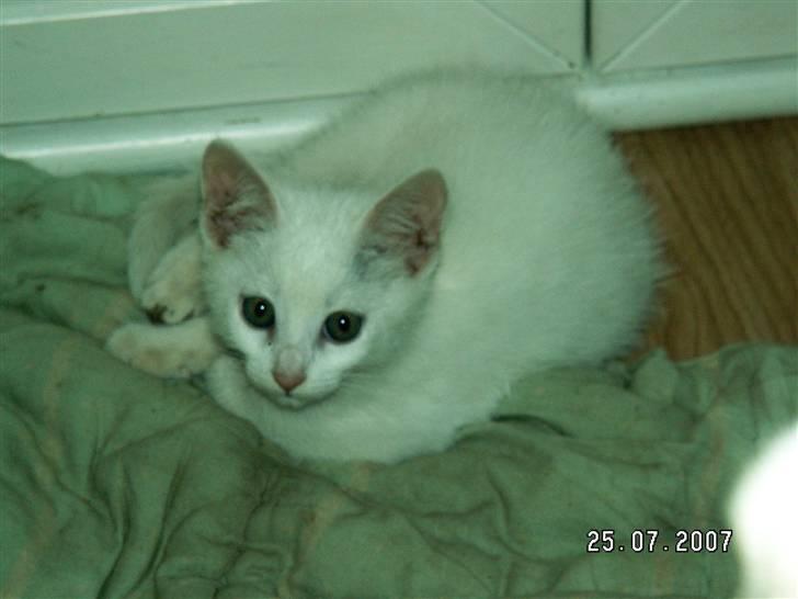 Blanding af racer fister billede 1