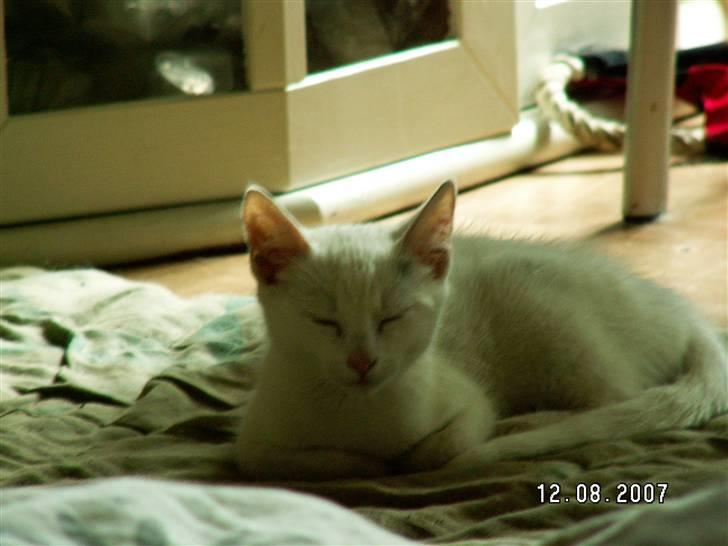 Blanding af racer fister billede 2