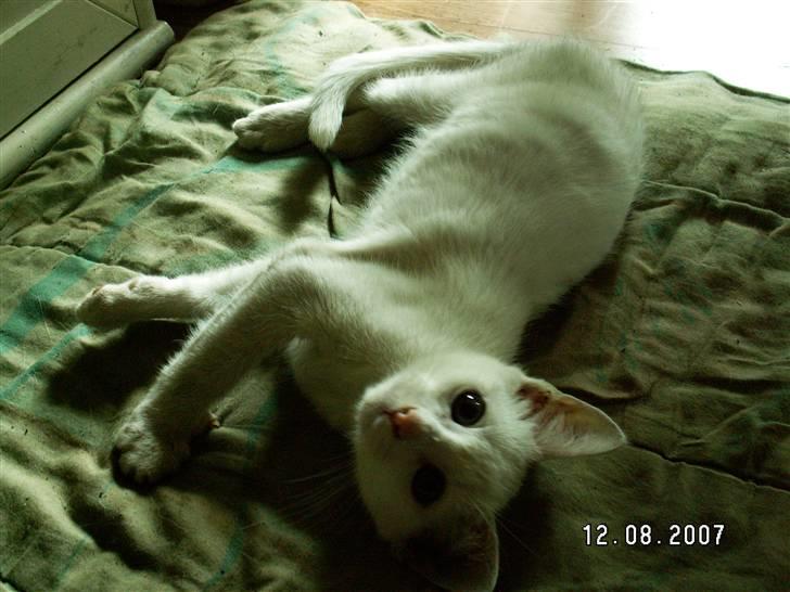 Blanding af racer fister billede 3