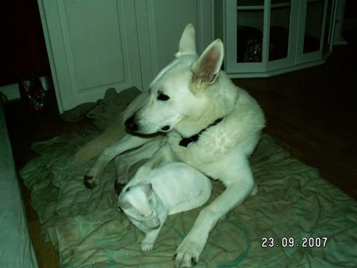 Blanding af racer fister billede 4