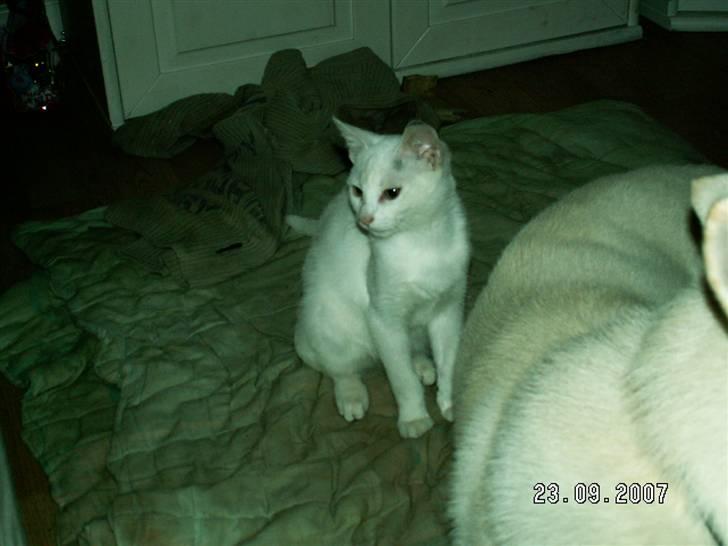 Blanding af racer fister billede 5