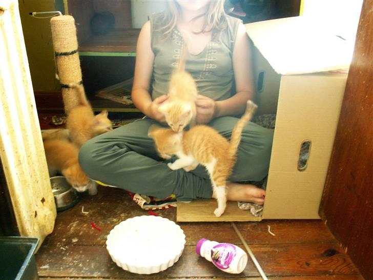 Blanding af racer kilingerne billede 1