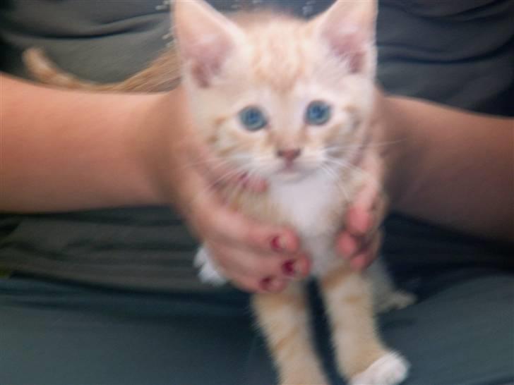 Blanding af racer kilingerne billede 2