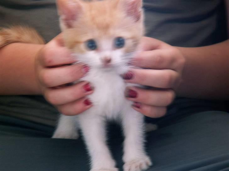 Blanding af racer kilingerne billede 3