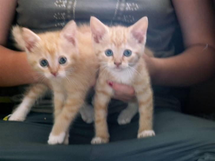 Blanding af racer kilingerne billede 4