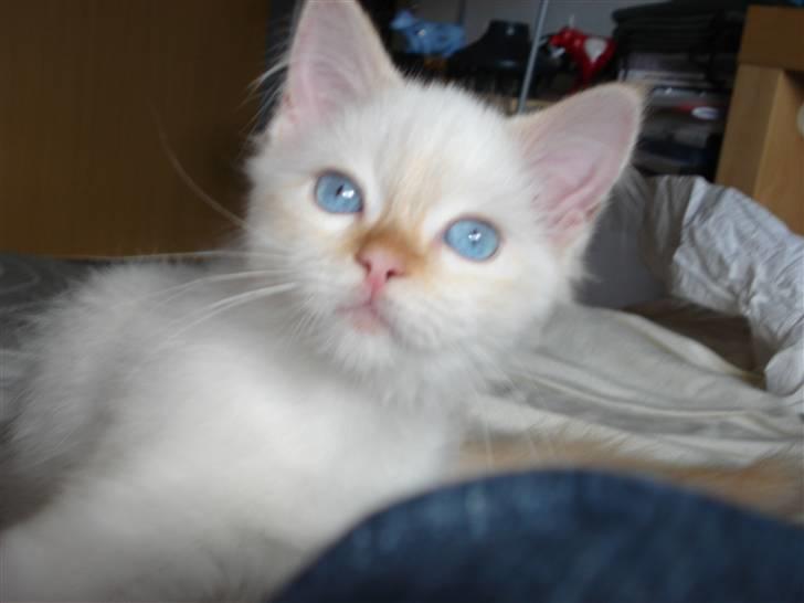 Blanding af racer mini - JAAAAA blå øjne det har jeg da..... billede 7