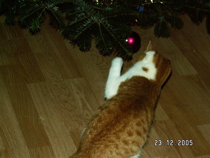 Blanding af racer rudolf neilsen  billede 1