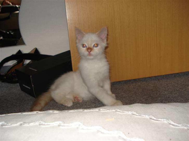 Blanding af racer mini - Halløj...... hvad sker der lige......... billede 8