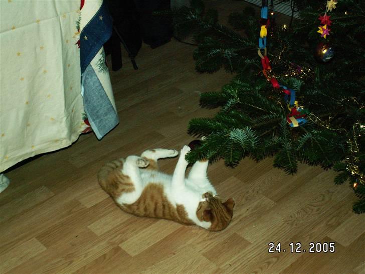 Blanding af racer rudolf neilsen  billede 3