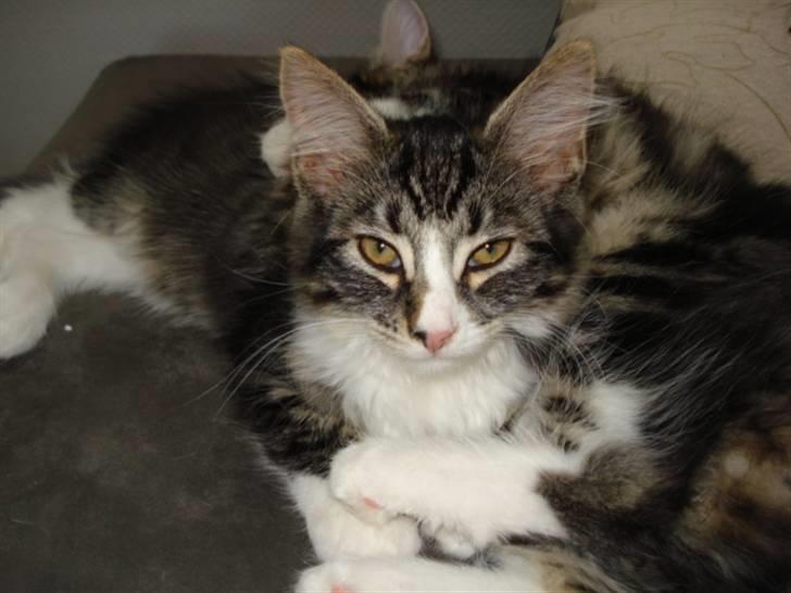 Blanding af racer Putte solgt billede 6