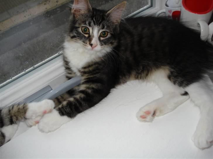 Blanding af racer Putte solgt billede 7