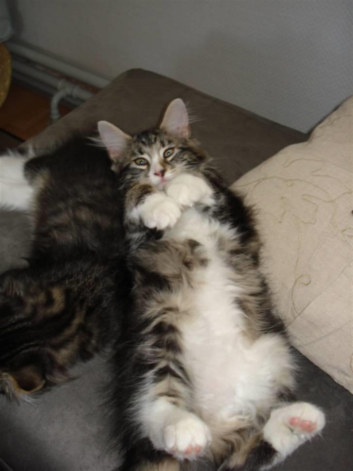 Blanding af racer Buske - Løbet væk :'( billede 8