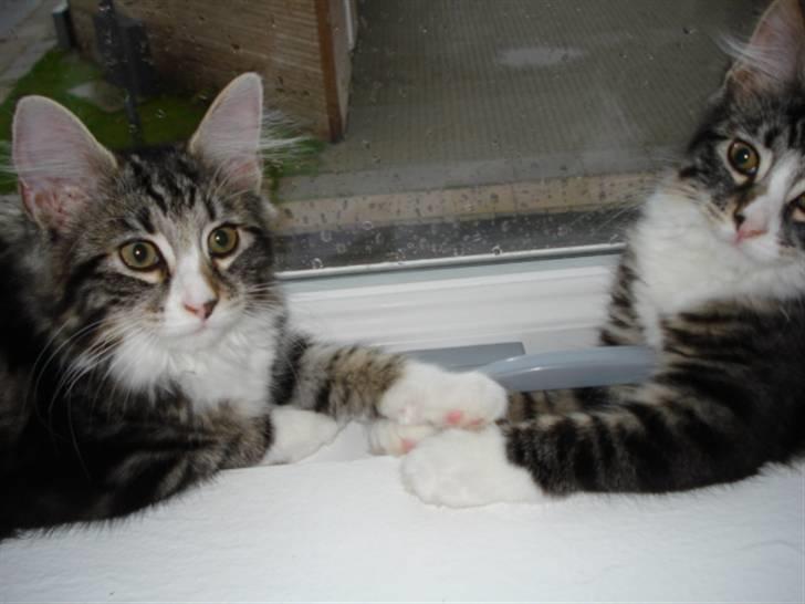 Blanding af racer Buske - Løbet væk :'( billede 9