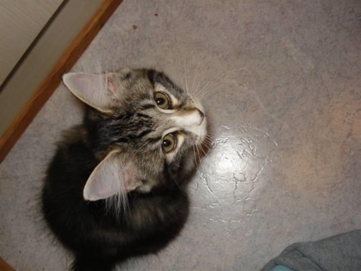 Blanding af racer Buske - Løbet væk :'( billede 10