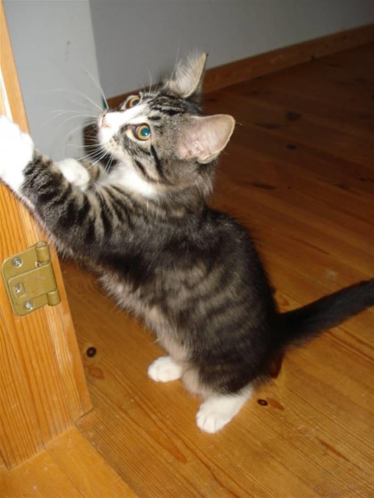 Blanding af racer Putte solgt billede 9