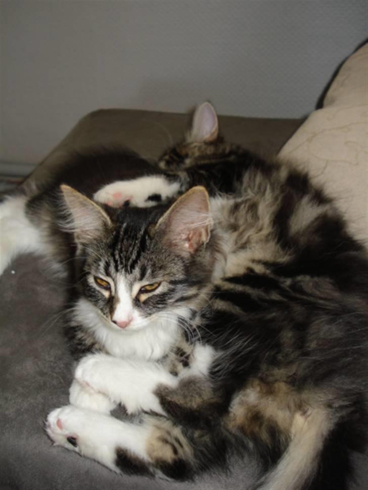 Blanding af racer Putte solgt billede 10