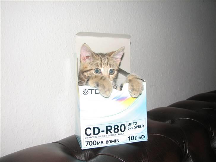 Huskat Viktor - Ja jeg var ikke ret stor hva...elskede denne kasse:-) billede 16