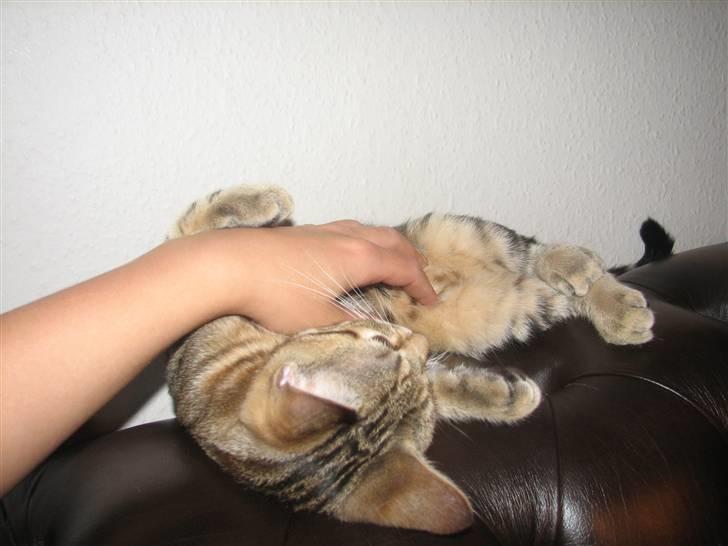 Huskat Viktor billede 17