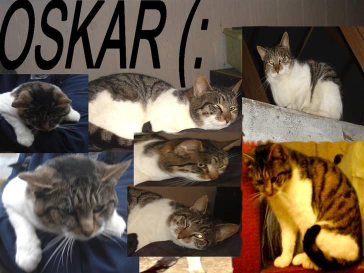 Huskat VRCL's Super Oskar *RIP* - Velkommen til Oskars profil, vær sød at lægge en stemme;b billede 1
