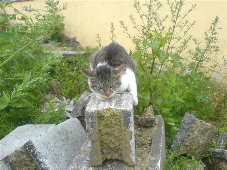 Huskat VRCL's Super Oskar *RIP* billede 2