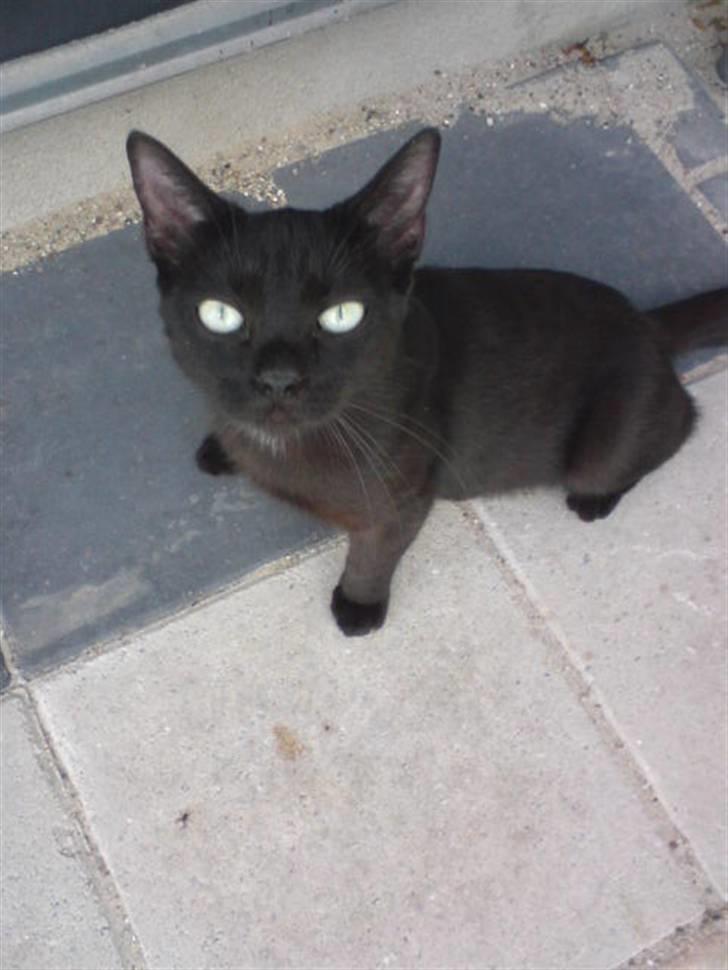 Blanding af racer ANDREA billede 9