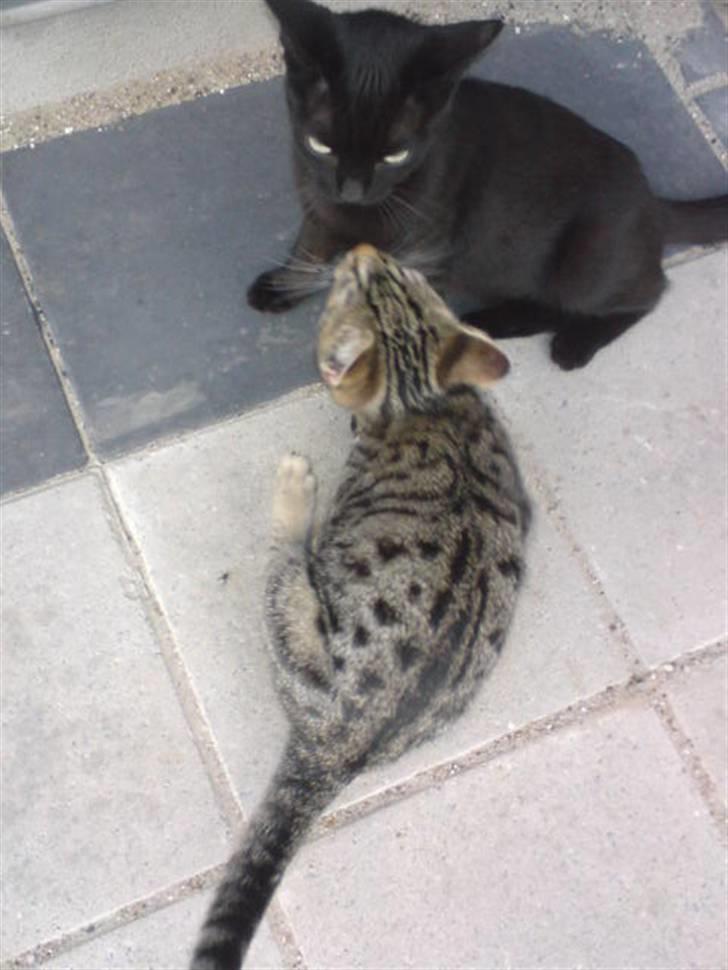 Blanding af racer ANDREA billede 10