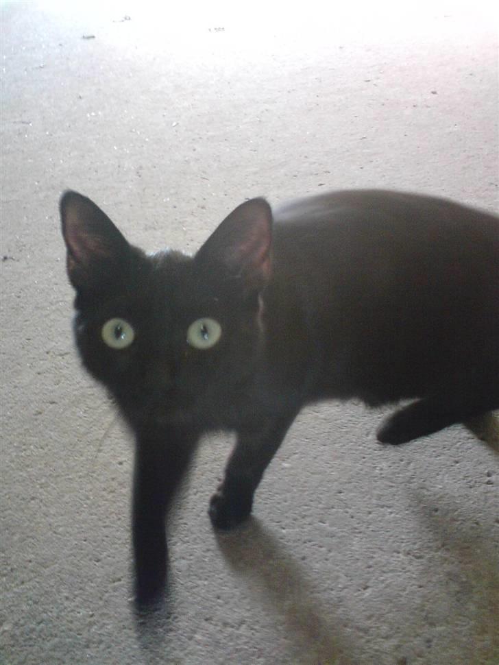 Blanding af racer ANDREA billede 11