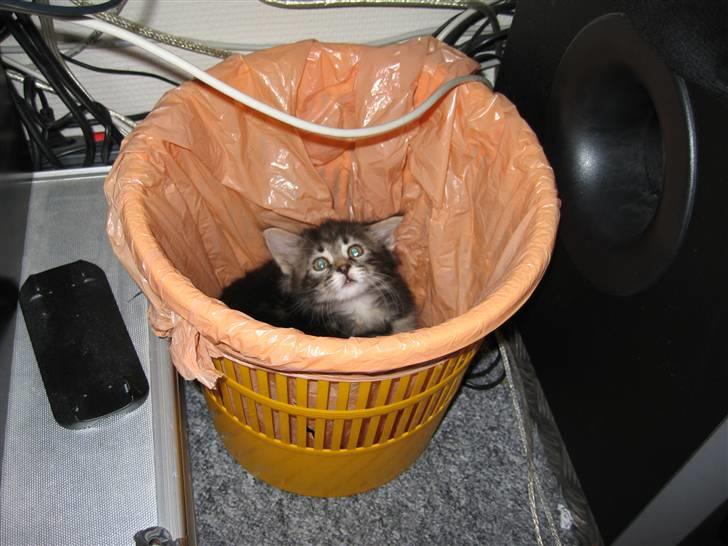 Blanding af racer Simba  Harboe - du kan ikke finde mig billede 2