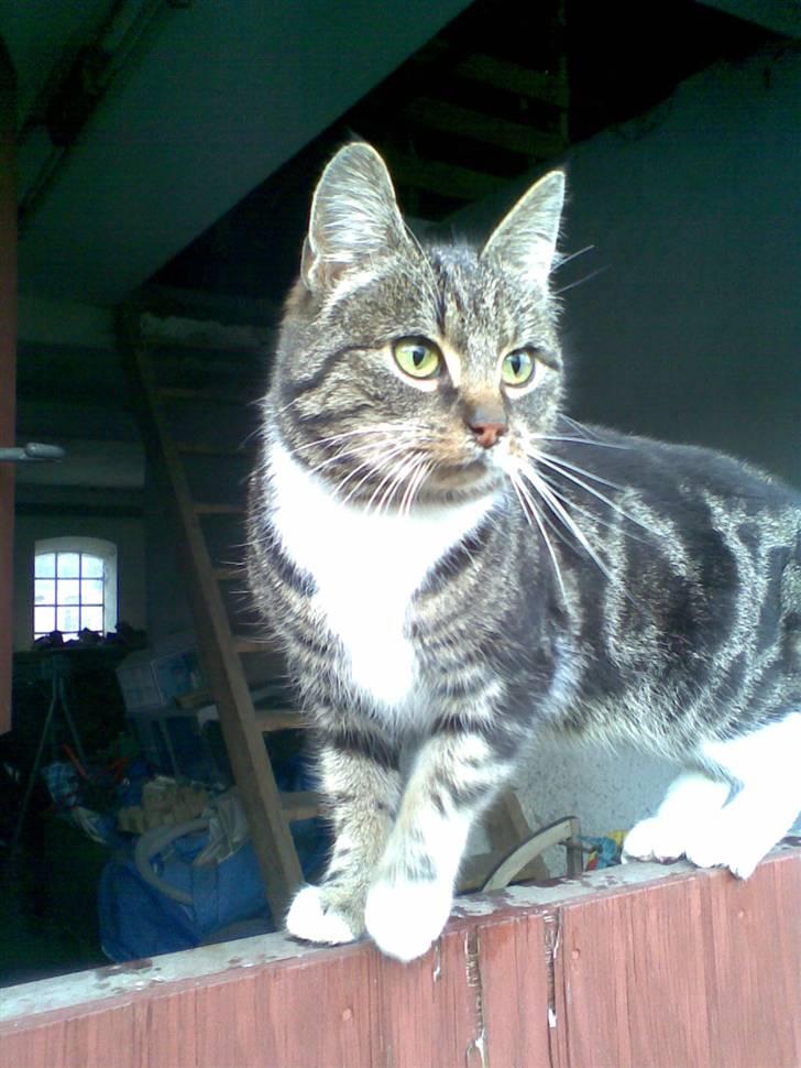 Huskat • Simon Tøzen • billede 1