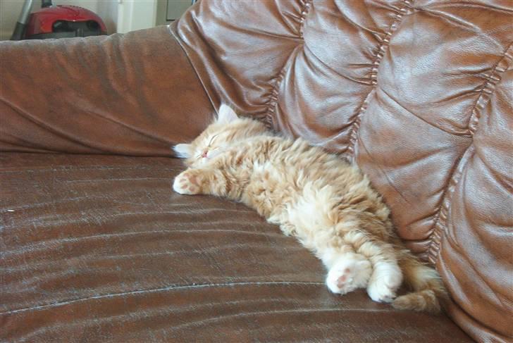 Norsk Skovkat Rudy DØD - Det er så dejligt at slappe af :) billede 11